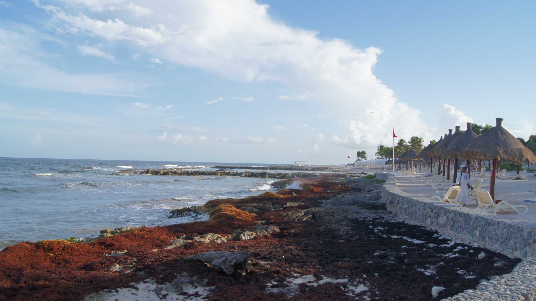       (Bahia Principe - daily seaweed harvest)